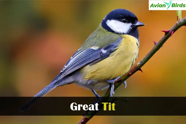 Great Tit