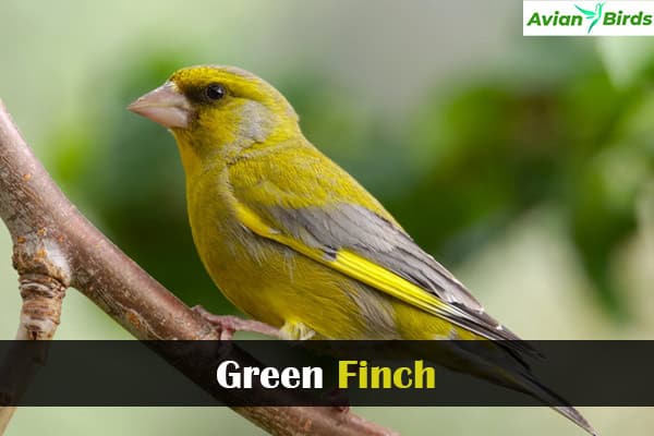 Green Finch