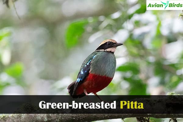 Green-breasted Pitta