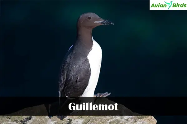 Guillemot