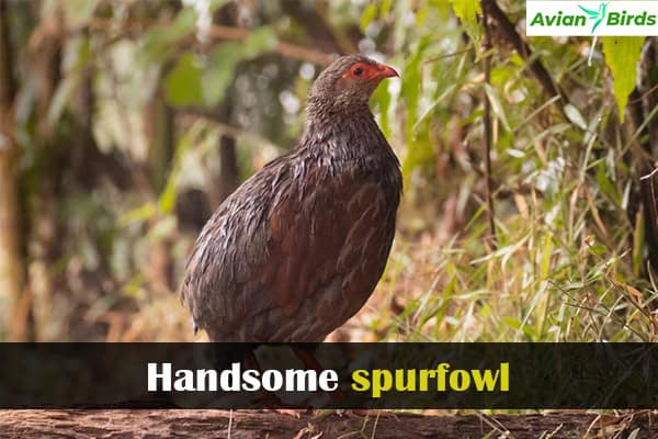 Handsome spurfowl