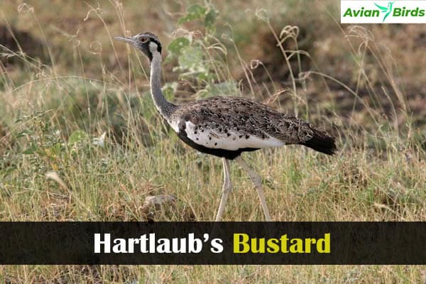 Hartlaub’s Bustard