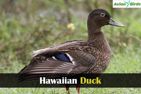 Hawaiian Duck