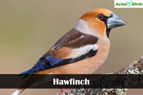 Hawfinch