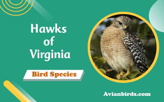 Hawks of Virginia