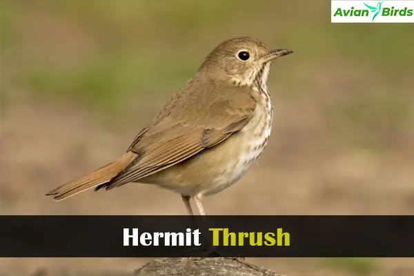 Hermit Thrush