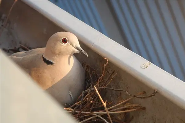 How To Keep Birds From Nesting in Gutters