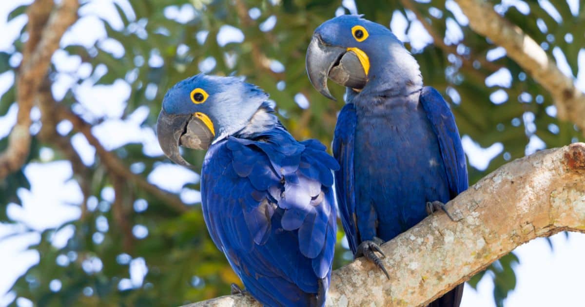 Hyacinth Macaw