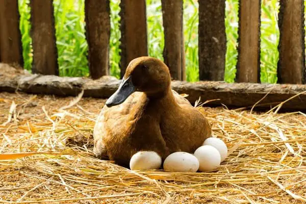 Incubation and Raising Ducklings