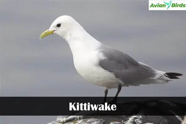 Kittiwake