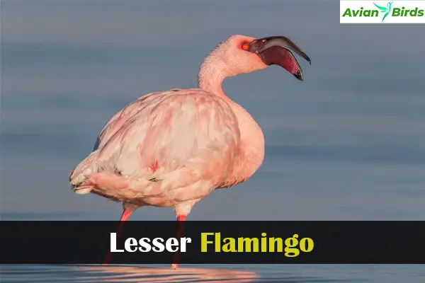 Lesser Flamingo