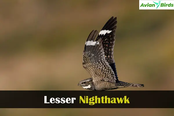 Lesser Nighthawk