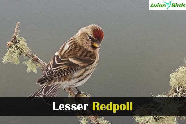 Lesser Redpoll