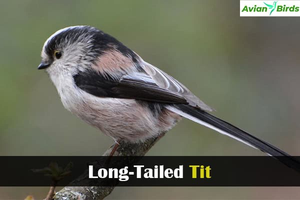 Long-Tailed Tit