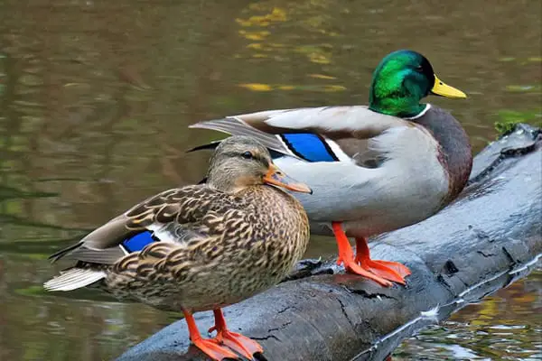 Mallard