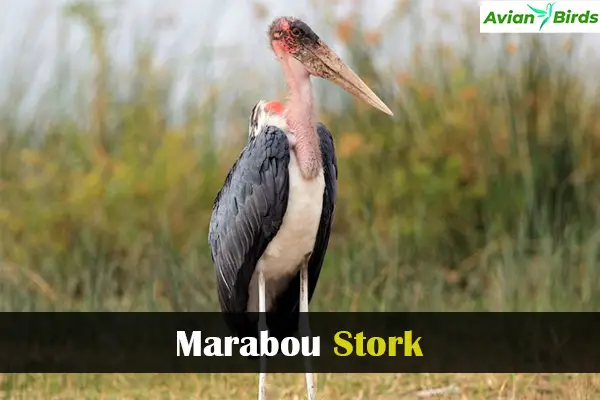 Marabou Stork