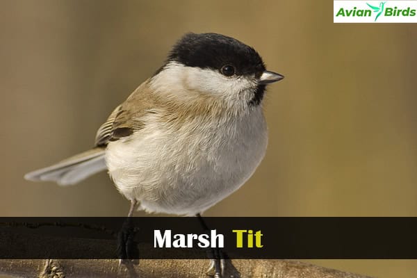 Marsh Tit