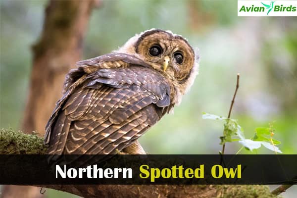 Northern Spotted Owl