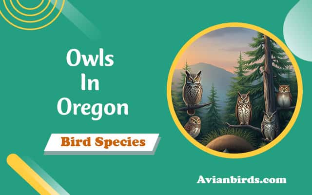 Owls In Oregon