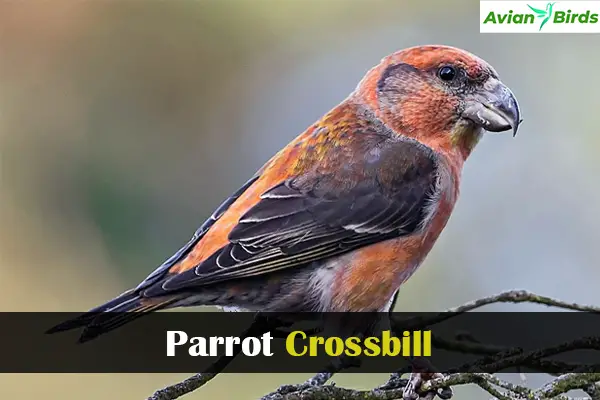 Parrot Crossbill