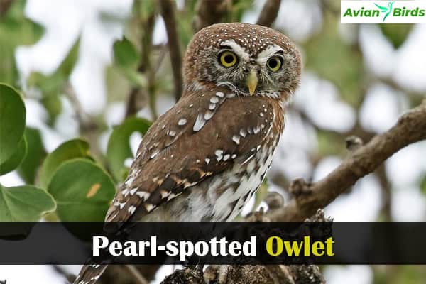 Pearl-spotted Owlet