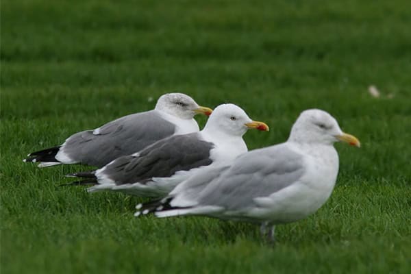 Physical characteristics of Yellow-legged Gull