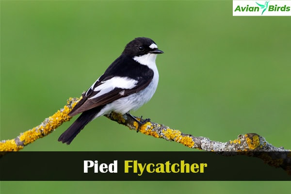 Pied Flycatcher