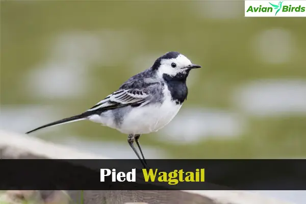 Pied Wagtail