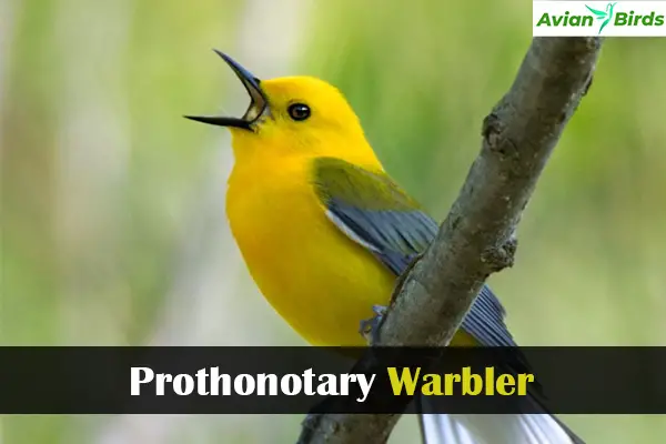 Prothonotary Warbler