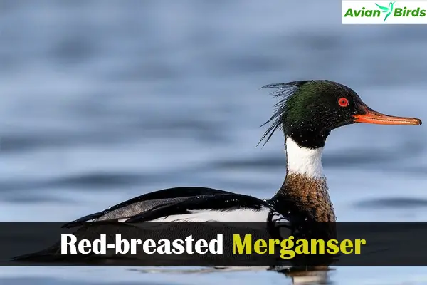 Red-breasted Merganser