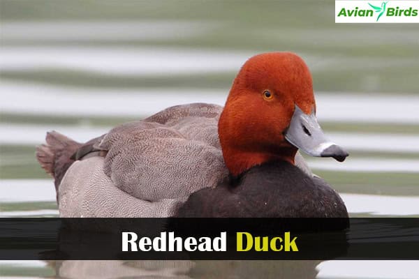 Redhead Duck