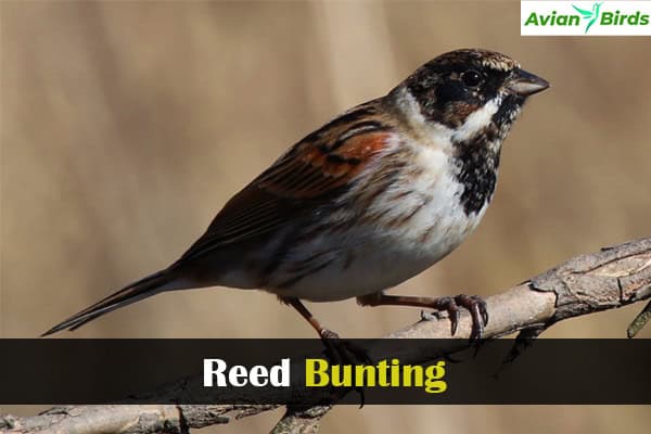 Reed Bunting