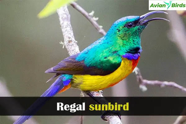 Regal sunbird