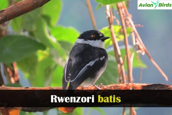 Rwenzori batis