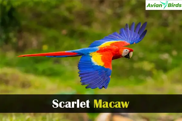 Scarlet Macaw