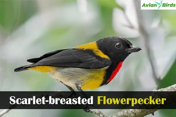 Scarlet-breasted Flowerpecker