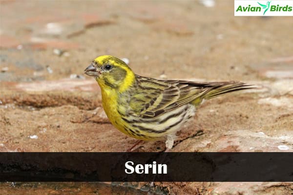 Serin