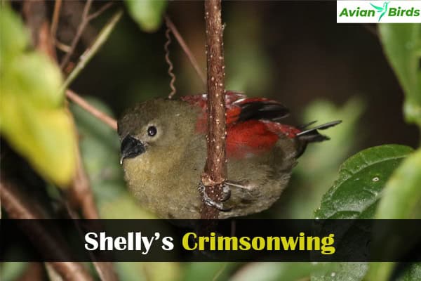 Shelly’s Crimsonwing