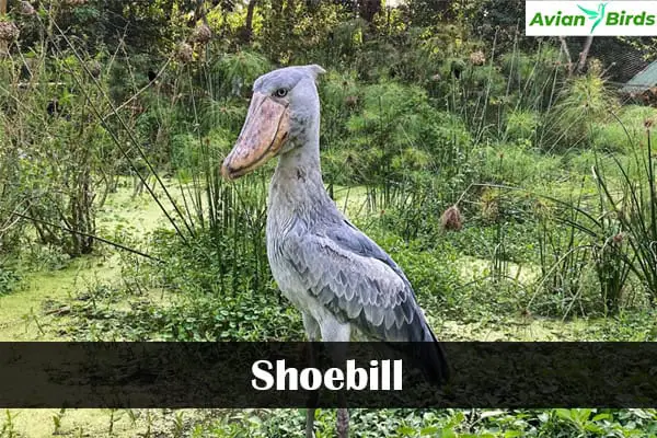 Shoebill