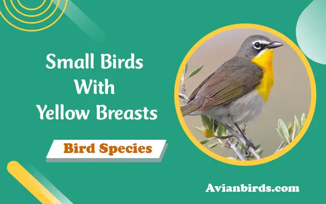 Small Birds With Yellow Breasts