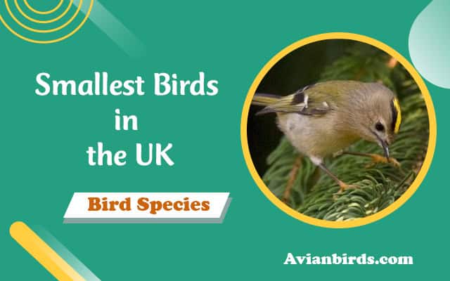 Smallest Birds in the UK