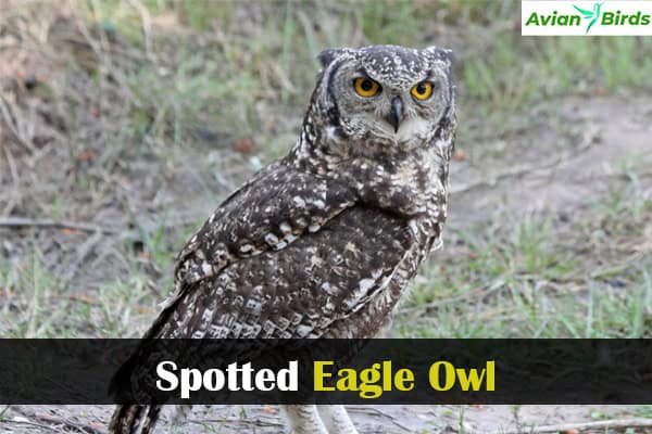 Spotted Eagle Owl