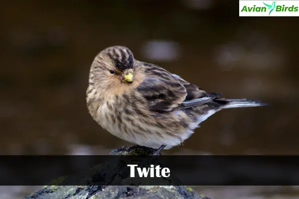 Twite