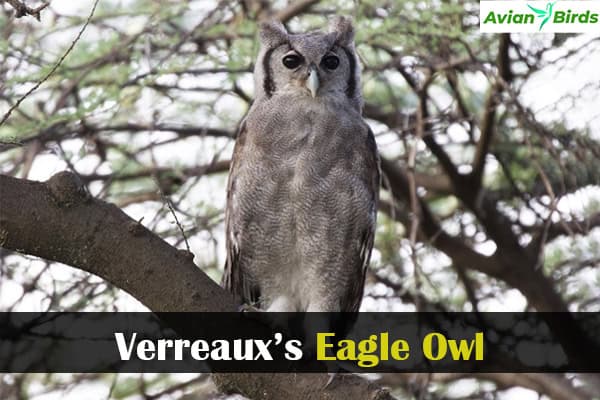 Verreaux’s Eagle Owl