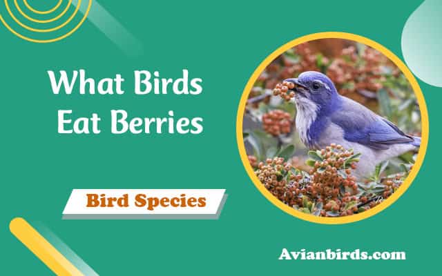 What Birds Eat Berries