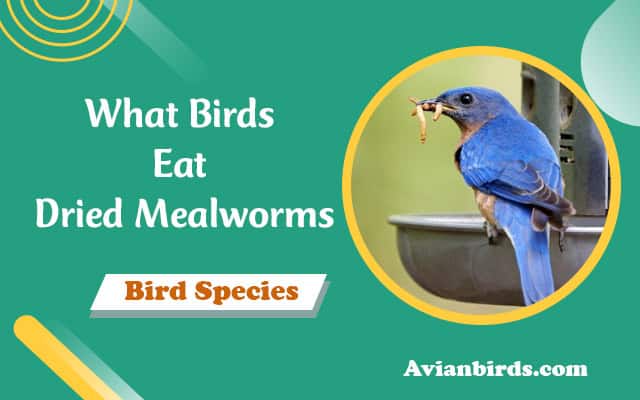 What Birds Eat Dried Mealworms