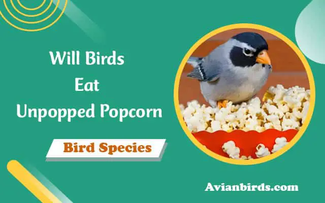 Will Birds Eat Unpopped Popcorn