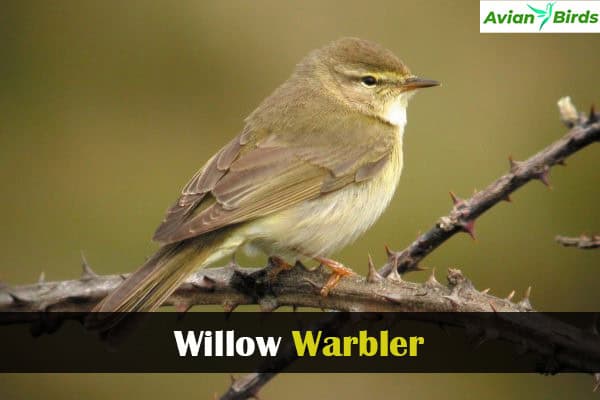 Willow Warbler