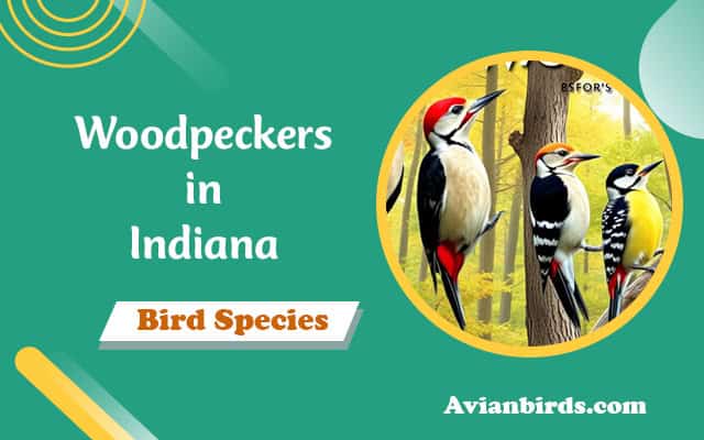 Woodpeckers in Indiana (7 Species you can spot)