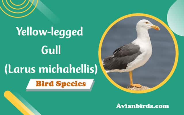 Yellow-legged Gull (Larus michahellis)